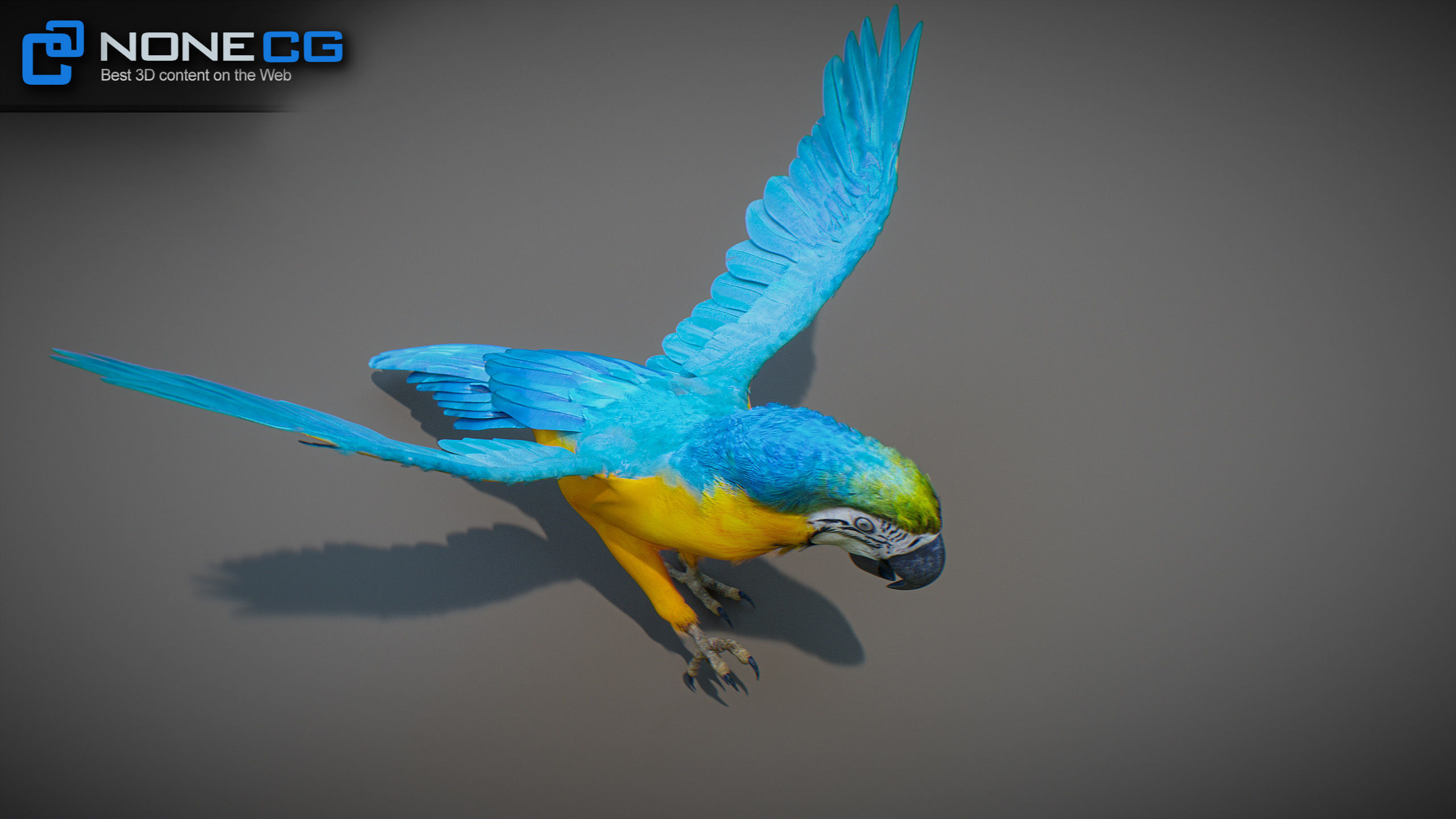 Animated Parrots Pack 3D model_58