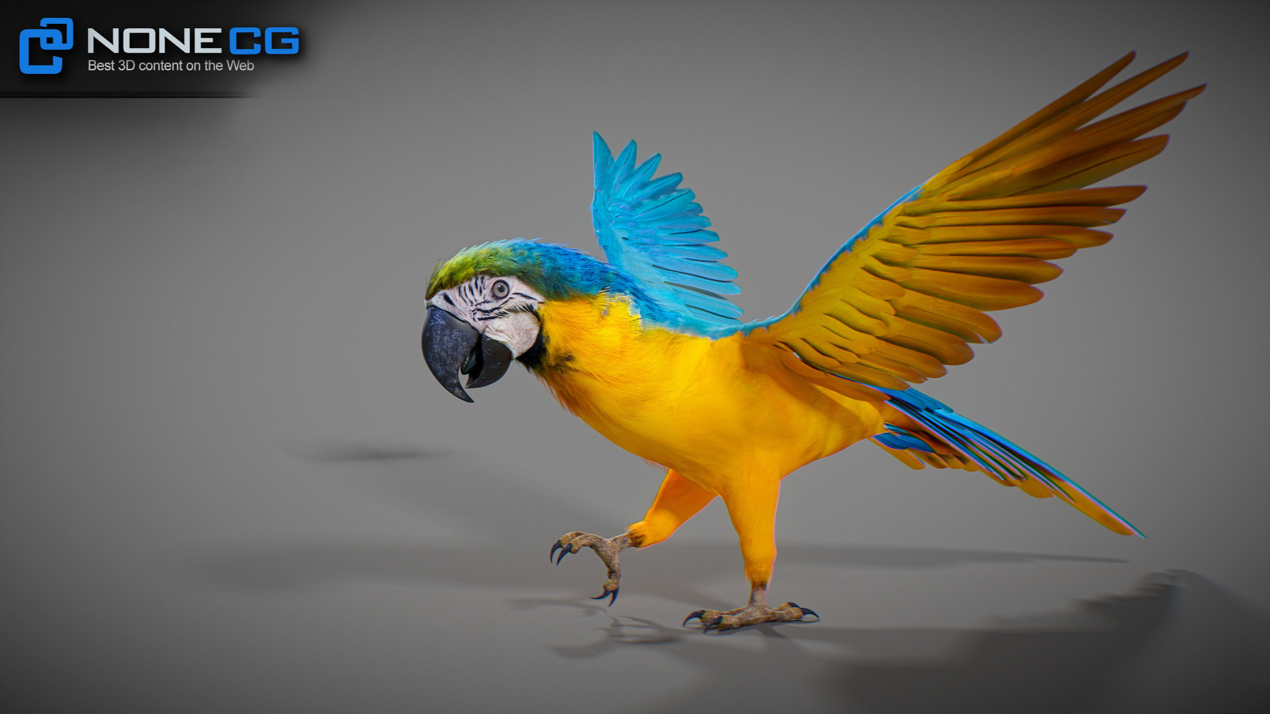 Animated Parrots Pack 3D model_15