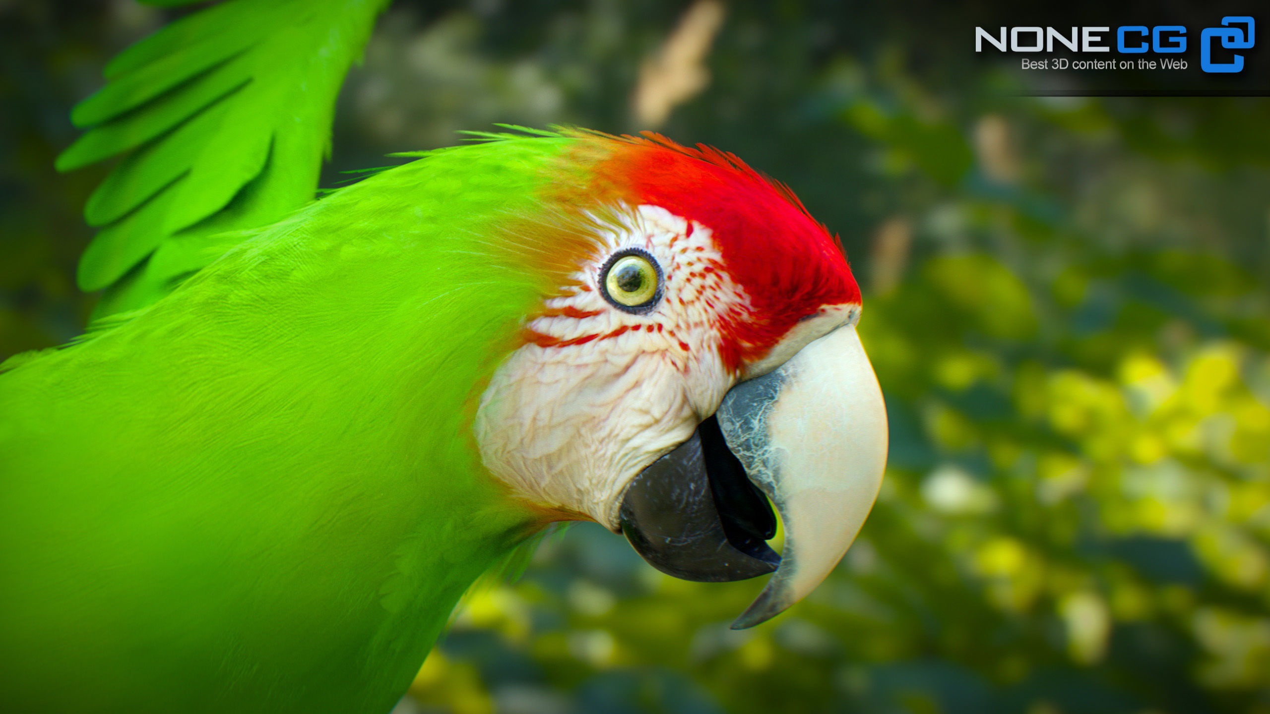 Animated Parrots Pack 3D model_8