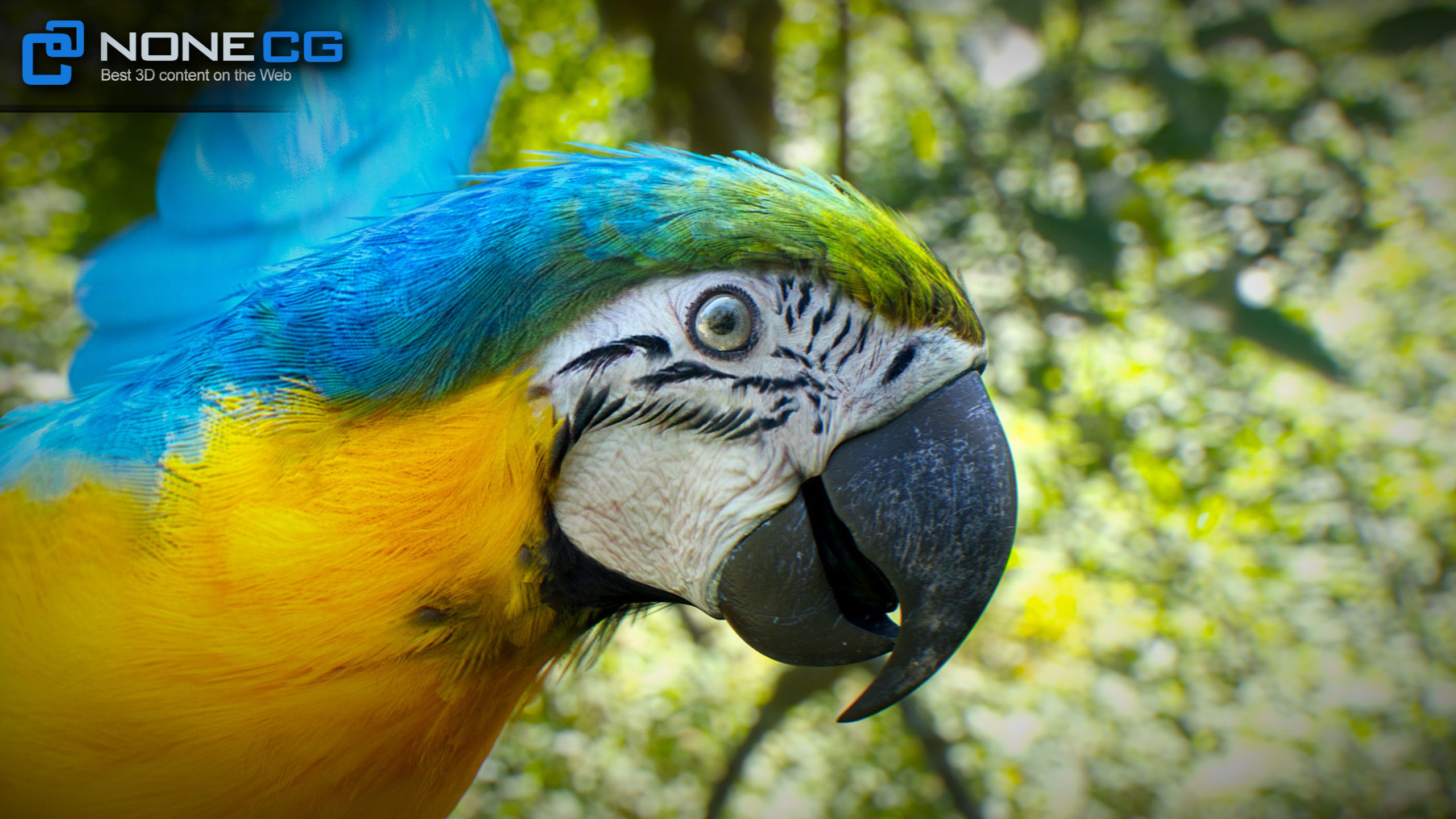 Animated Parrots Pack 3D model_11