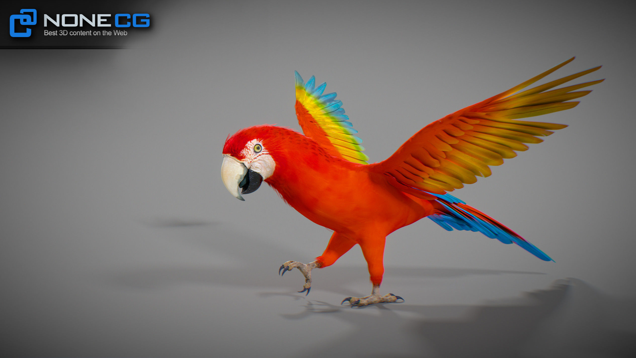 Animated Parrots Pack 3D model_19