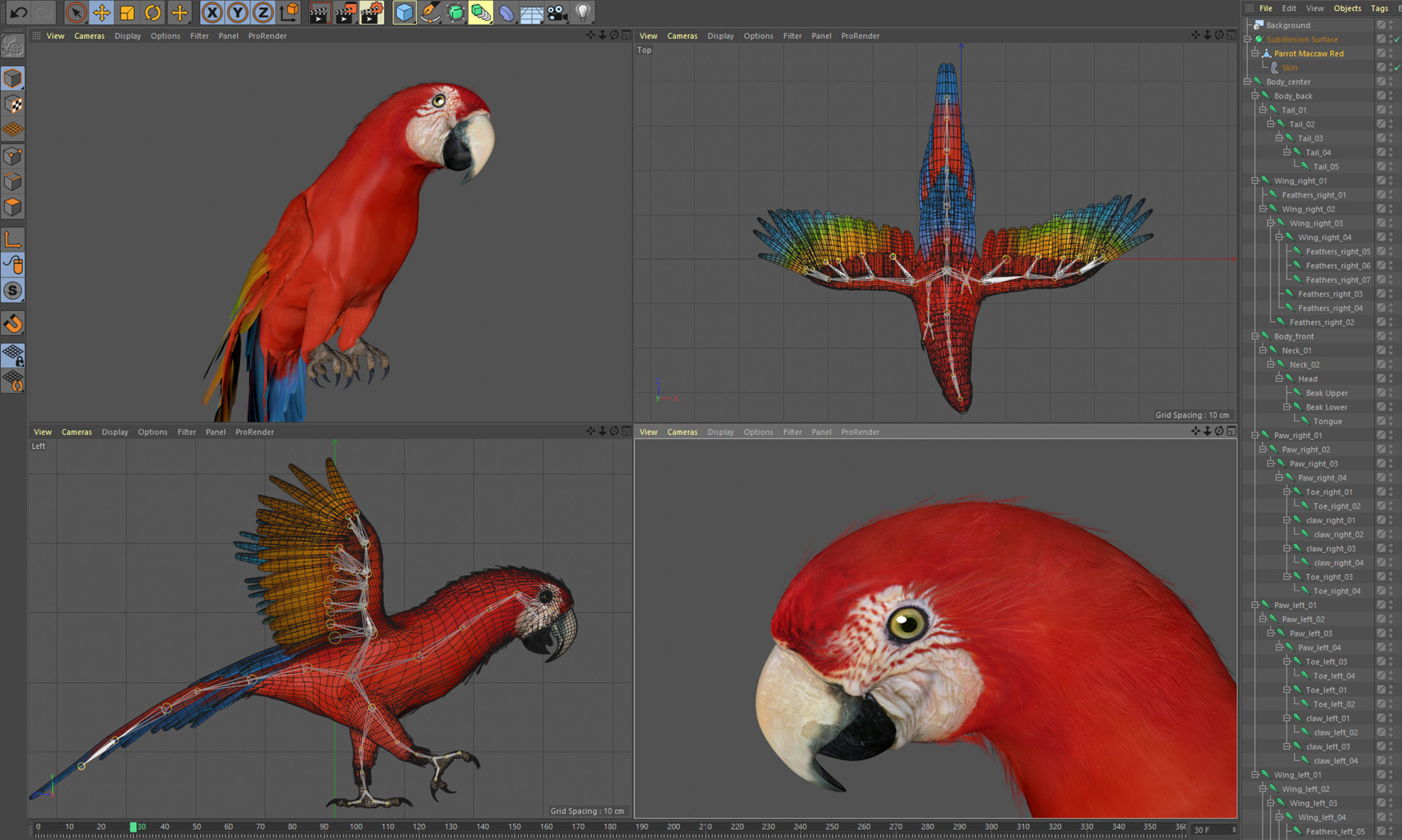 Animated Parrots Pack 3D model_34