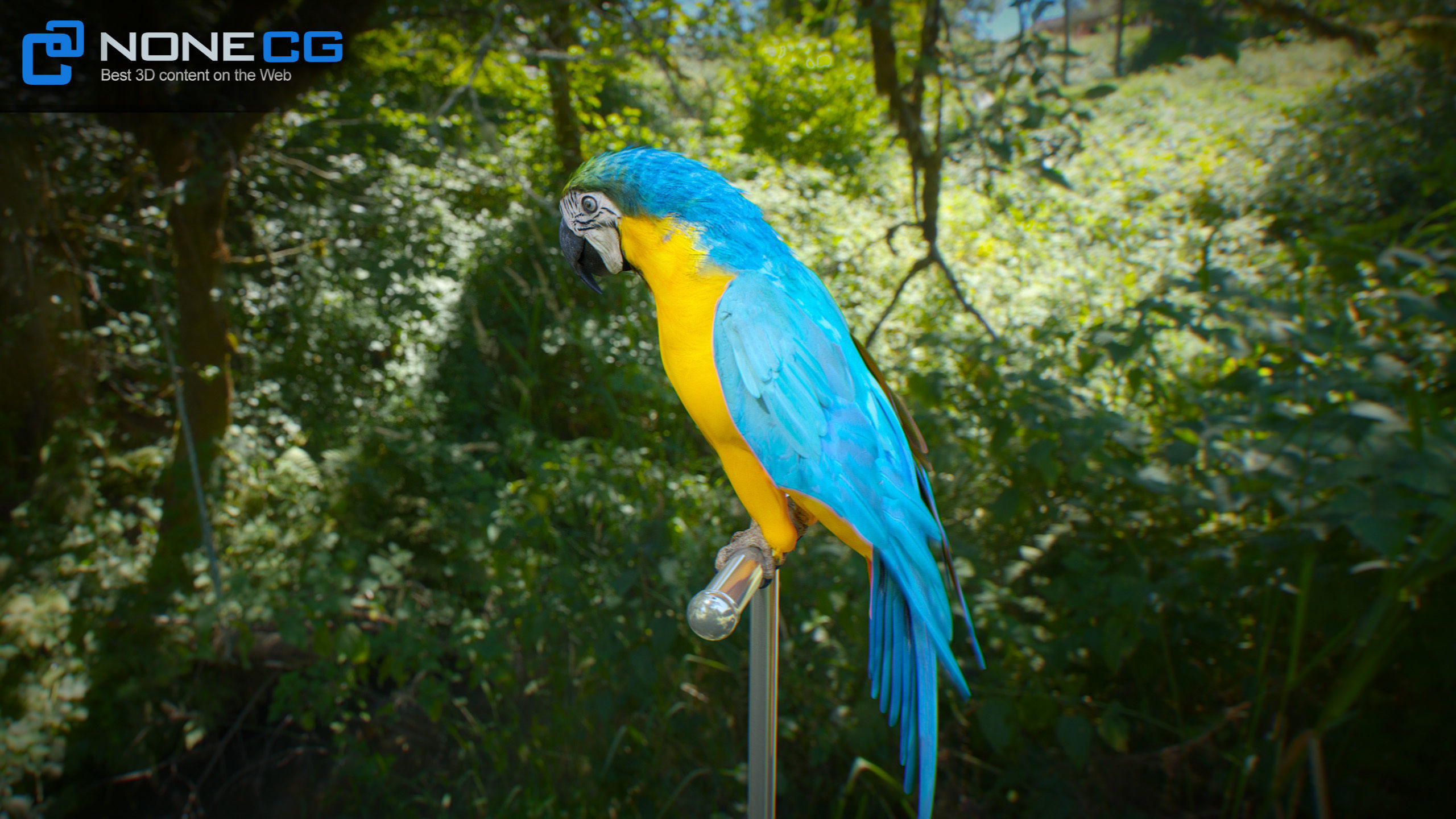 Animated Parrots Pack 3D model_40