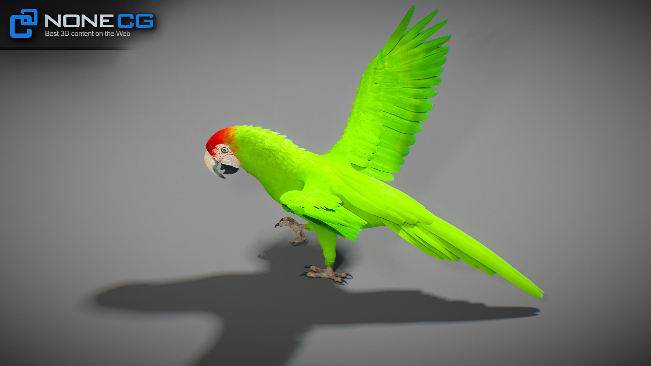 Animated Parrots Pack 3D model_45