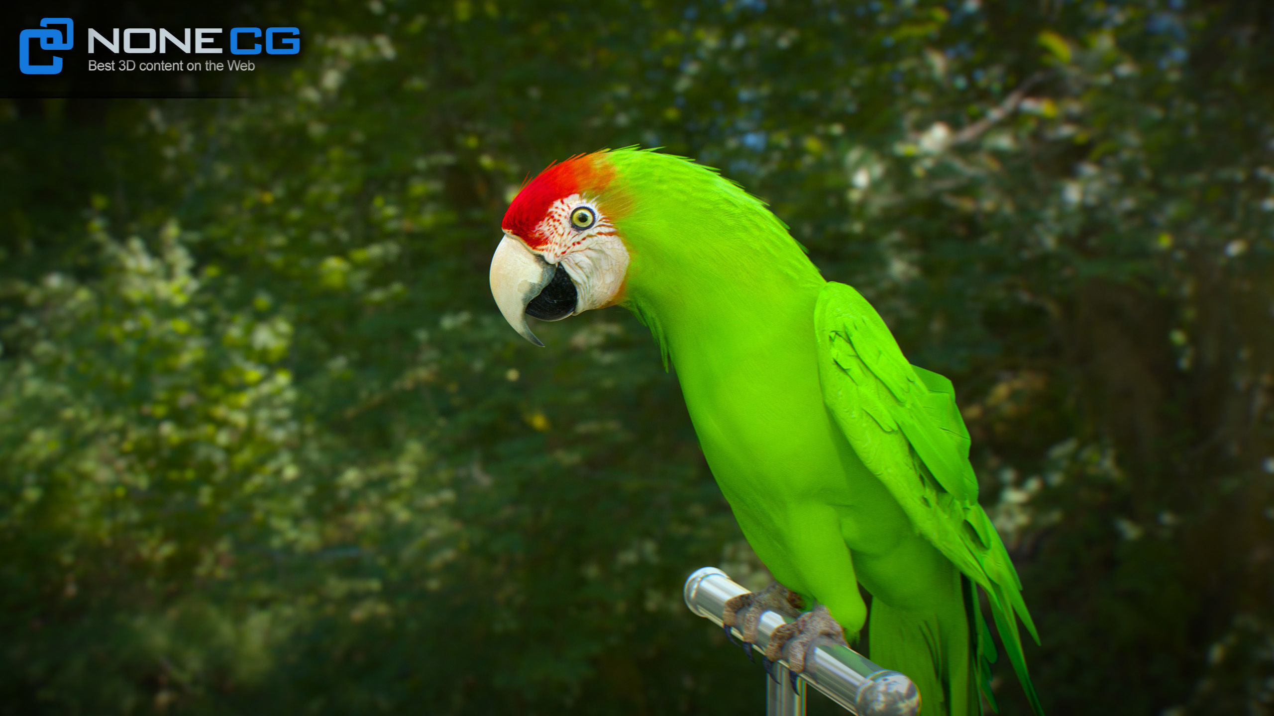 Animated Parrots Pack 3D model_22
