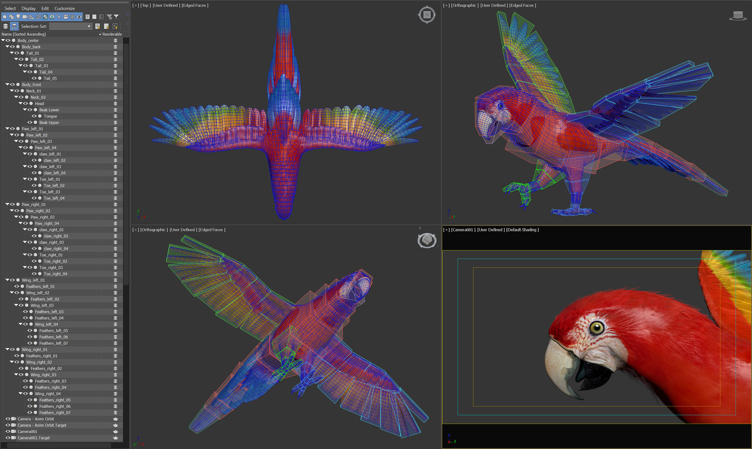 Animated Parrots Pack 3D model_25