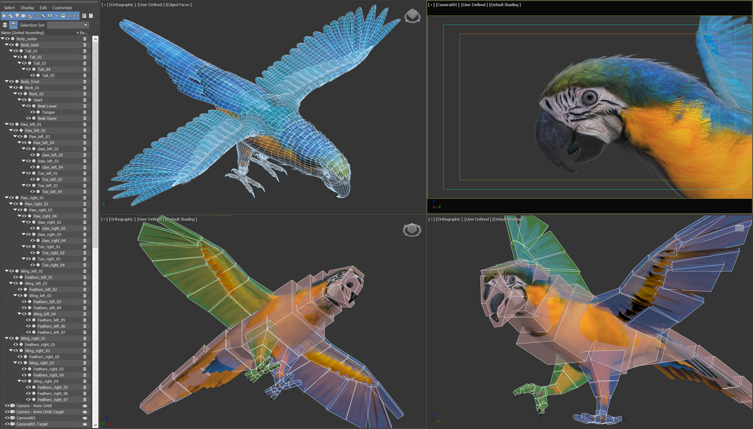 Animated Parrots Pack 3D model_21