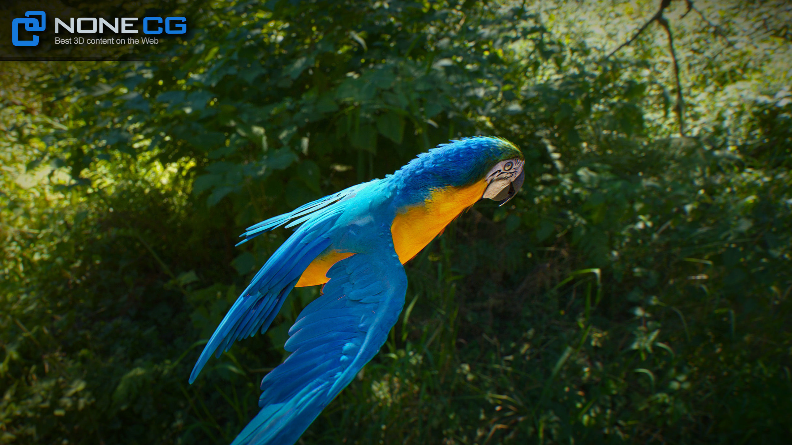 Animated Parrots Pack 3D model_66