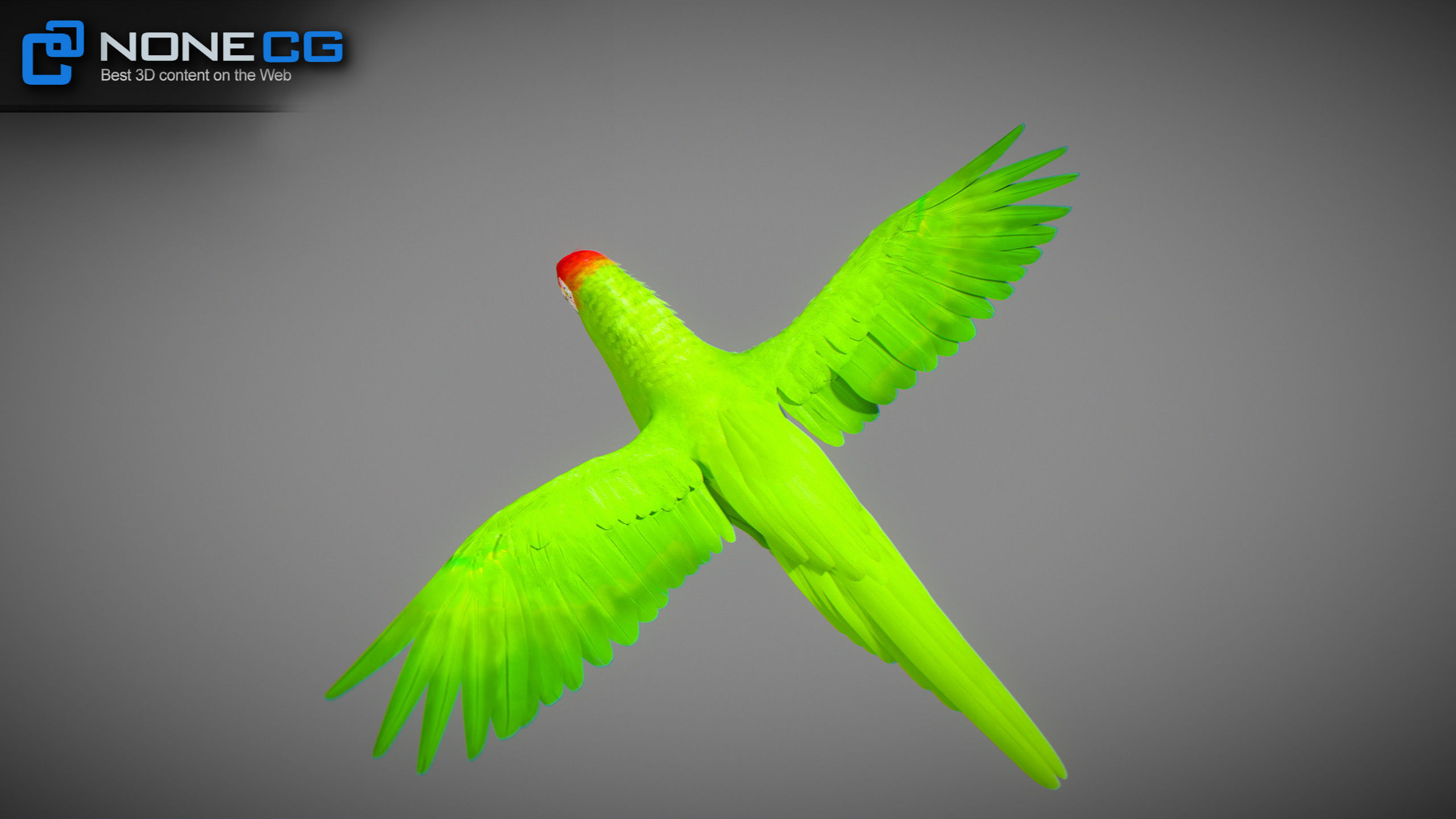 Animated Parrots Pack 3D model_41