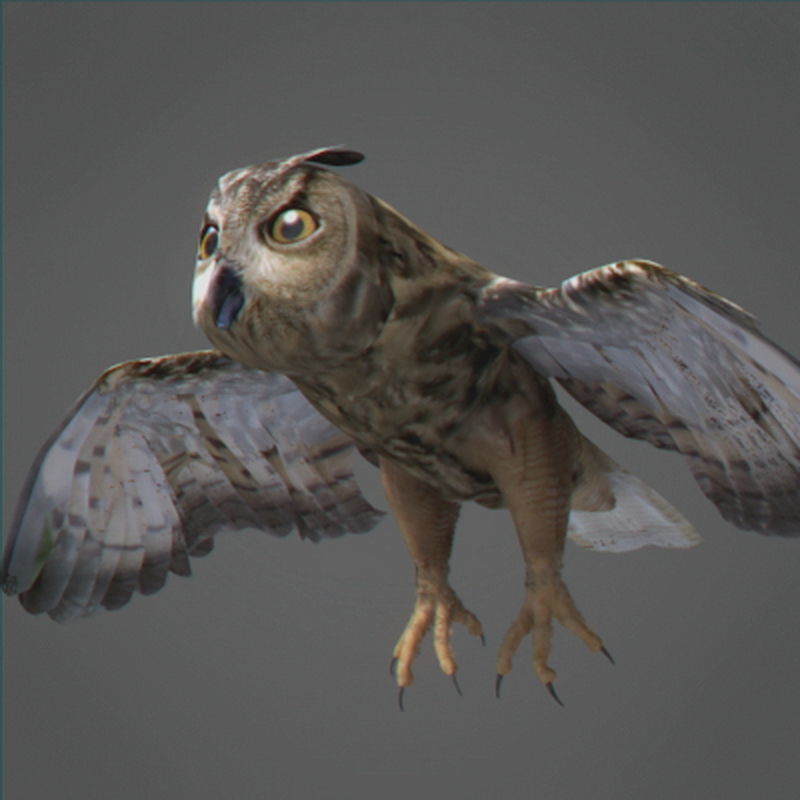 Pack - Wildlife 3D model_25