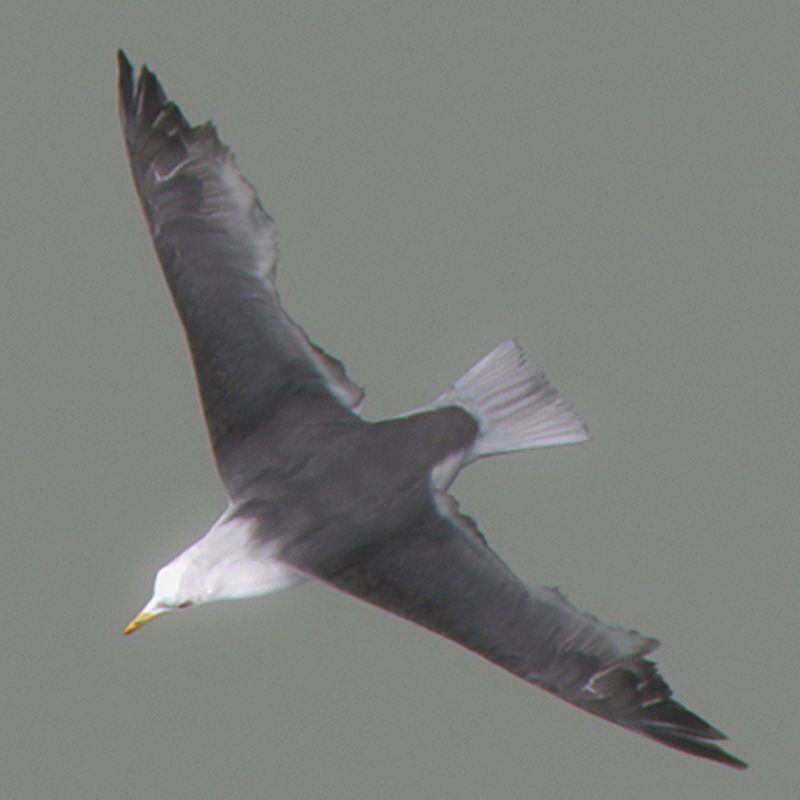 Pack - Wildlife 3D model_43