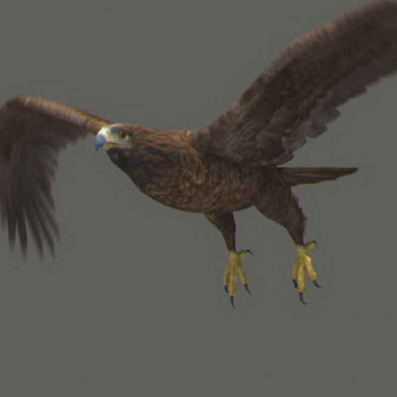 Pack - Wildlife 3D model_5