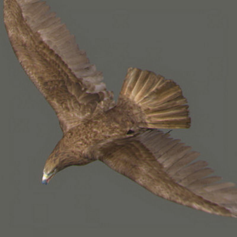 Pack - Wildlife 3D model_6