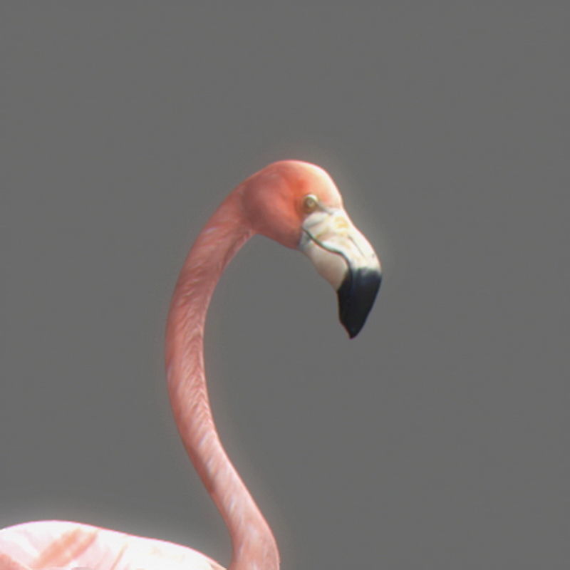 Pack - Wildlife 3D model_10