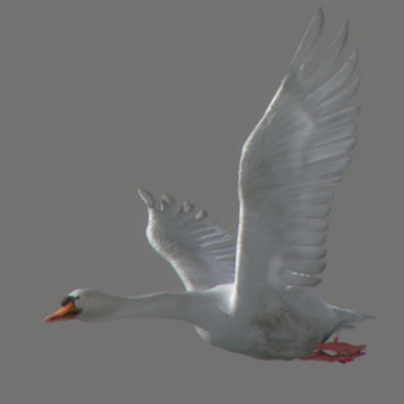 Pack - Wildlife 3D model_53