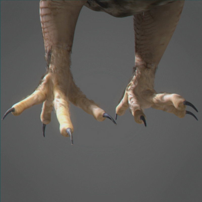 Pack - Wildlife 3D model_28