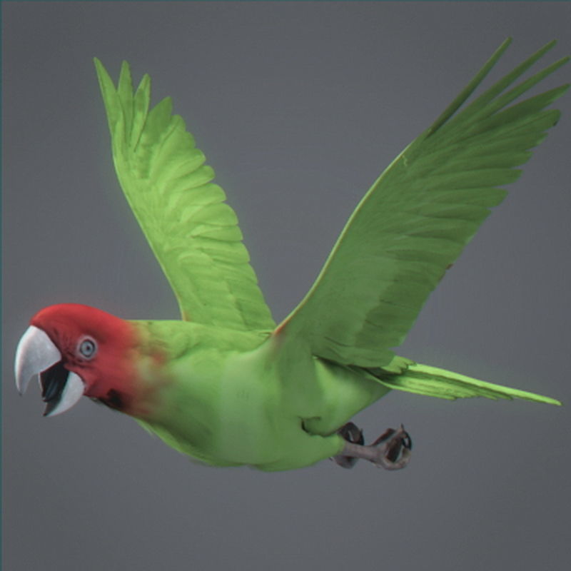 Pack - Wildlife 3D model_35