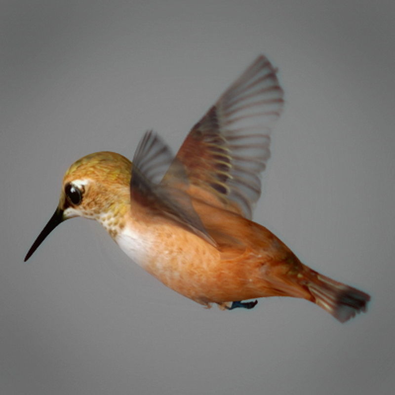 Pack - Wildlife 3D model_22