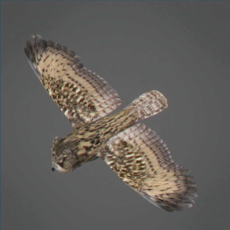 Pack - Wildlife 3D model_27