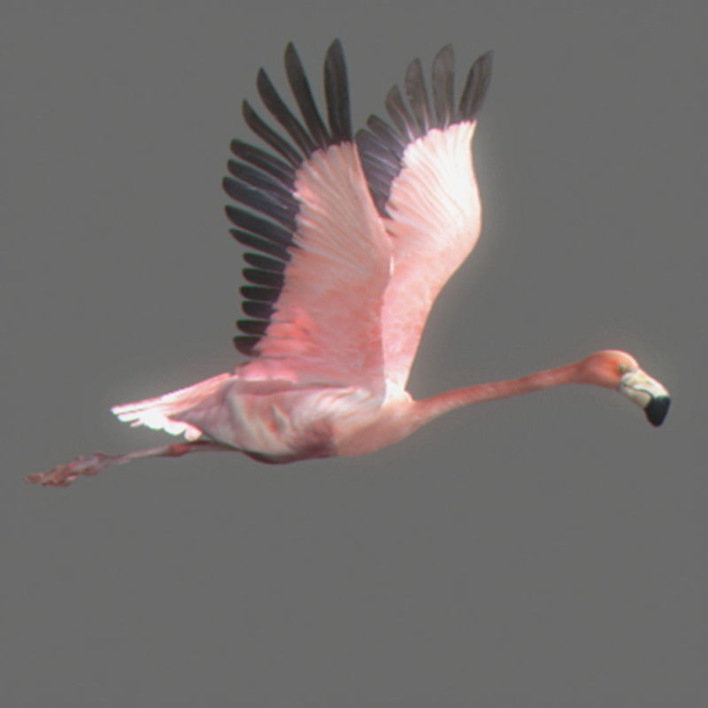 Pack - Wildlife 3D model_13