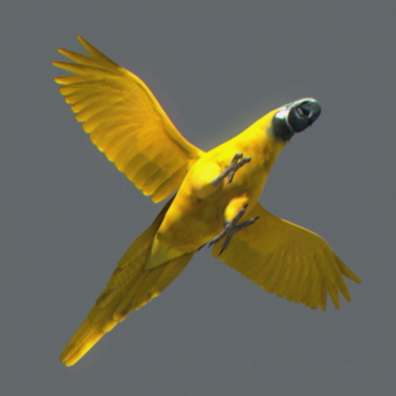 Pack - Wildlife 3D model_37