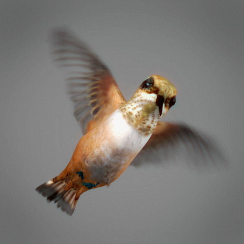 Pack - Wildlife 3D model_23