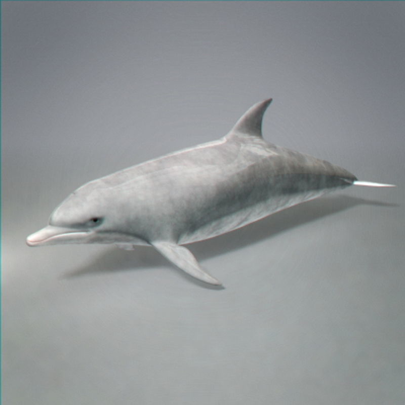 Pack - Wildlife 3D model_4