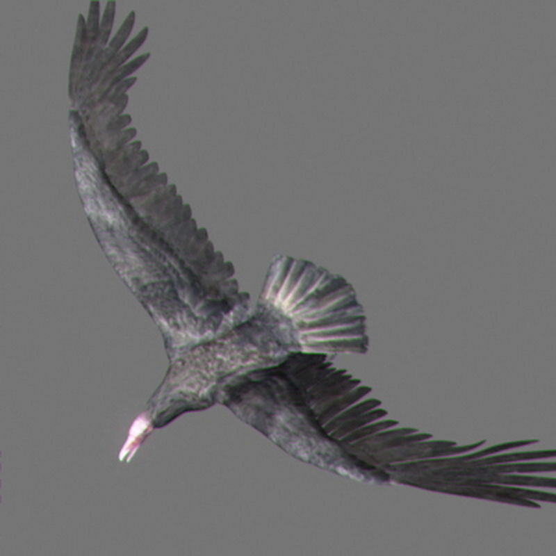 Pack - Wildlife 3D model_59