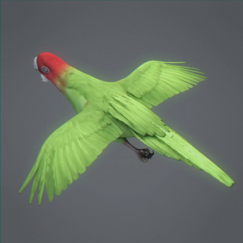 Pack - Wildlife 3D model_34