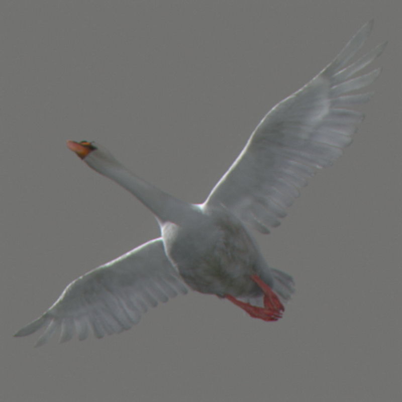 Pack - Wildlife 3D model_55