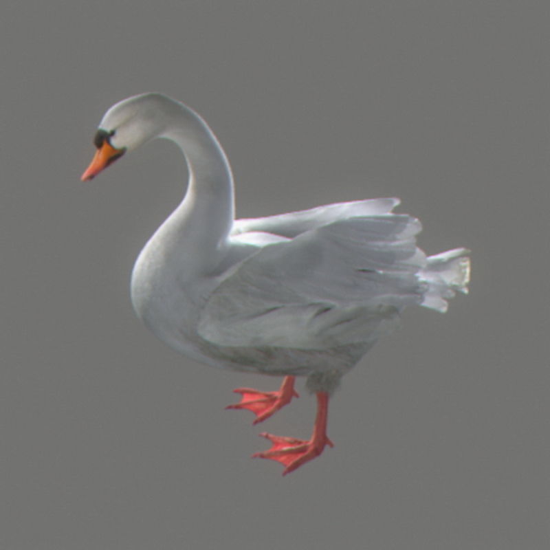 Pack - Wildlife 3D model_51