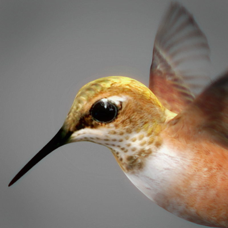 Pack - Wildlife 3D model_20