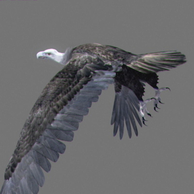 Pack - Wildlife 3D model_58