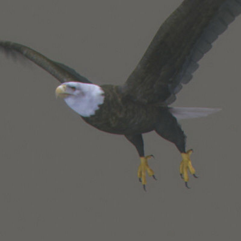 Pack - Wildlife 3D model_7