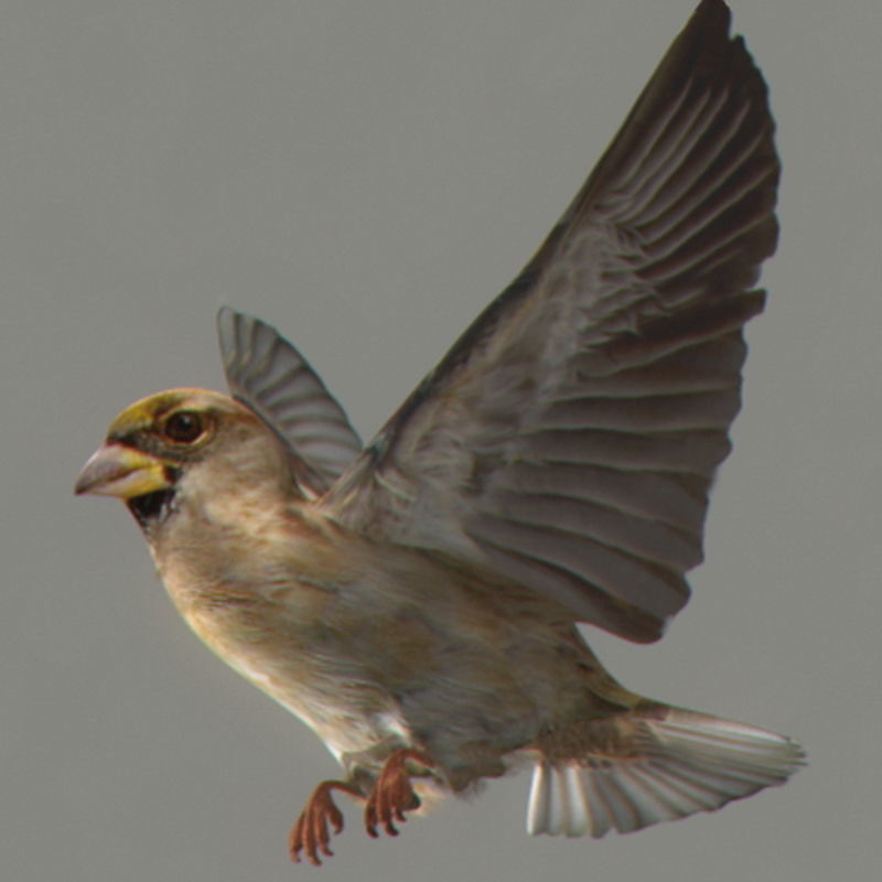 Pack - Wildlife 3D model_45