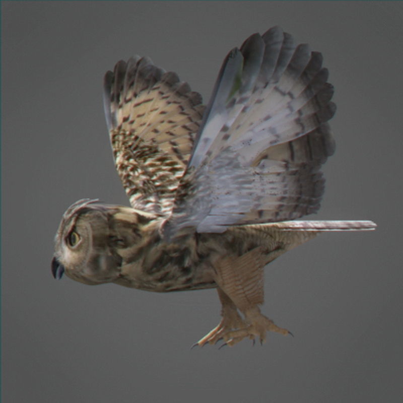 Pack - Wildlife 3D model_26