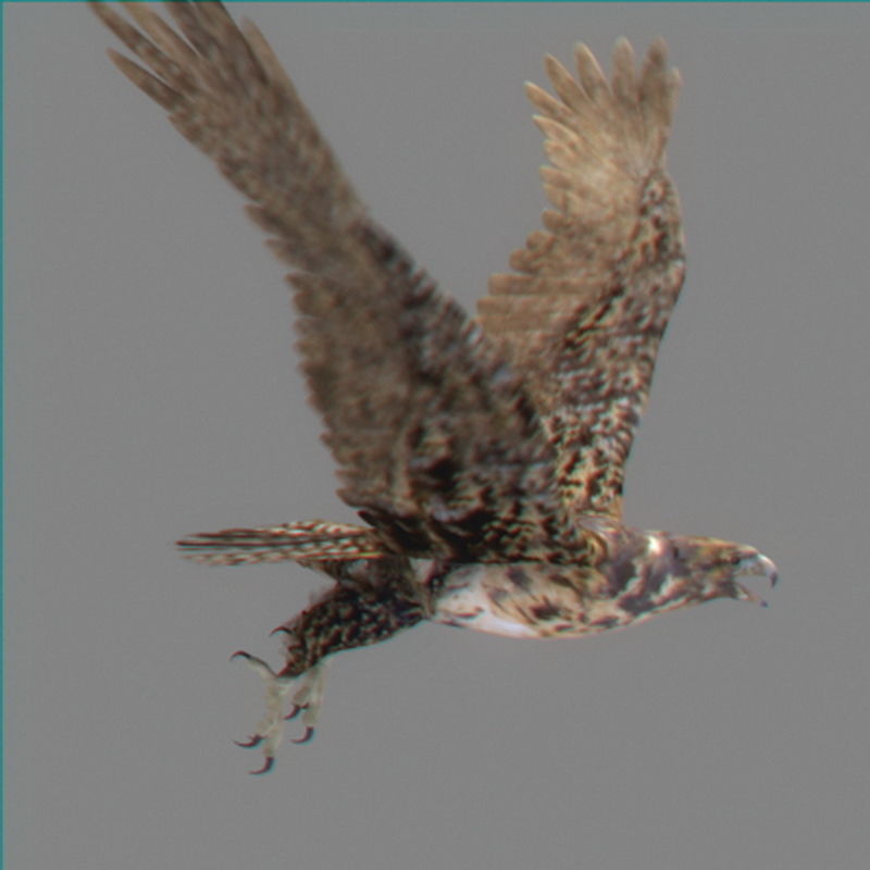 Pack - Wildlife 3D model_19