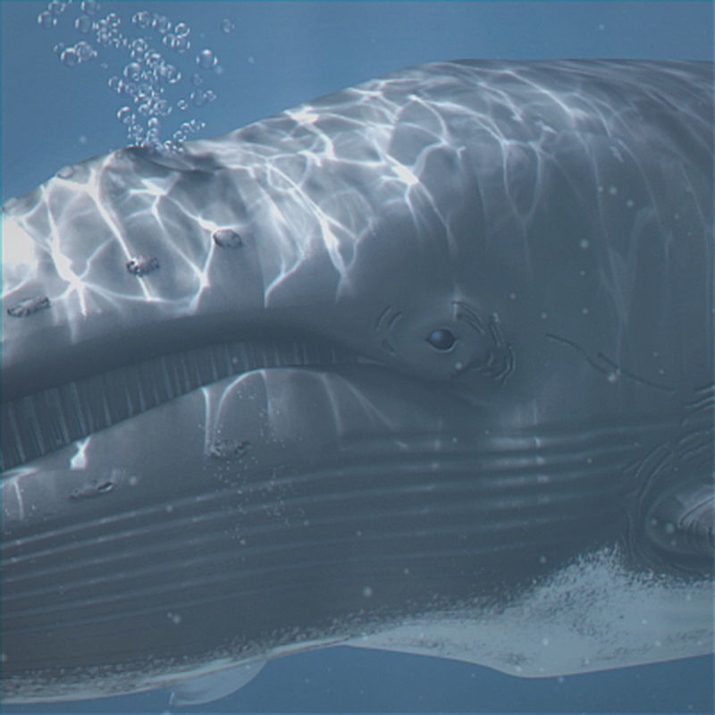 Pack - Wildlife 3D model_63