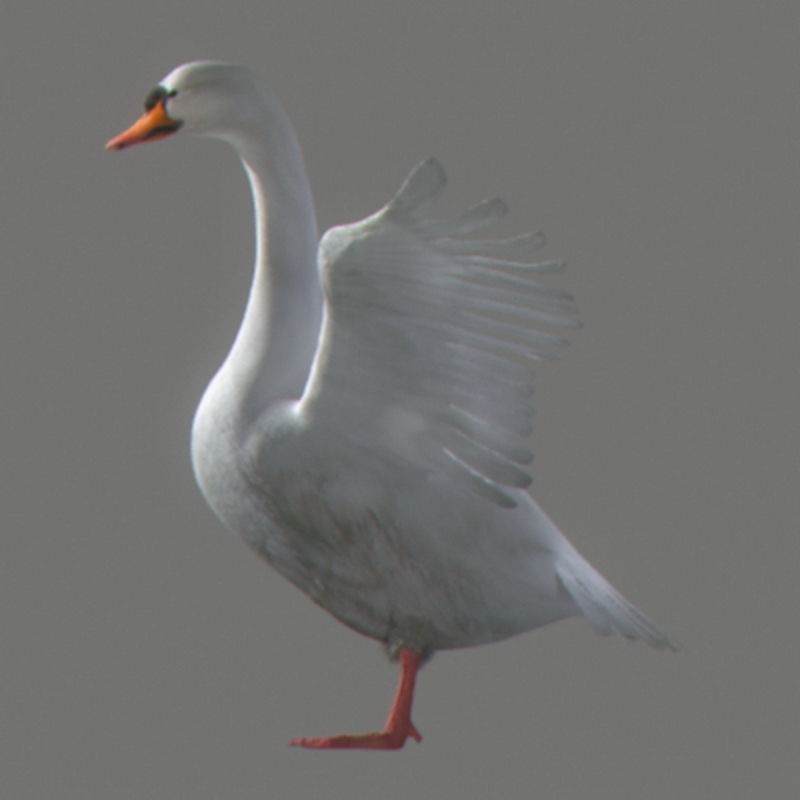 Pack - Wildlife 3D model_52