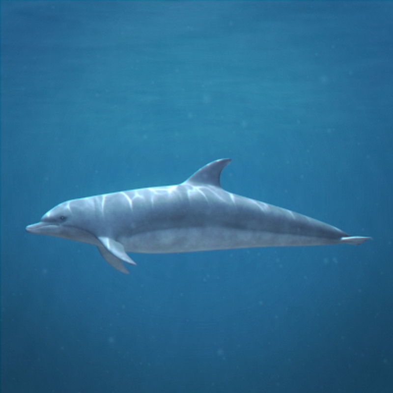 Pack - Wildlife 3D model_1