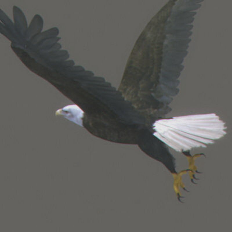 Pack - Wildlife 3D model_8