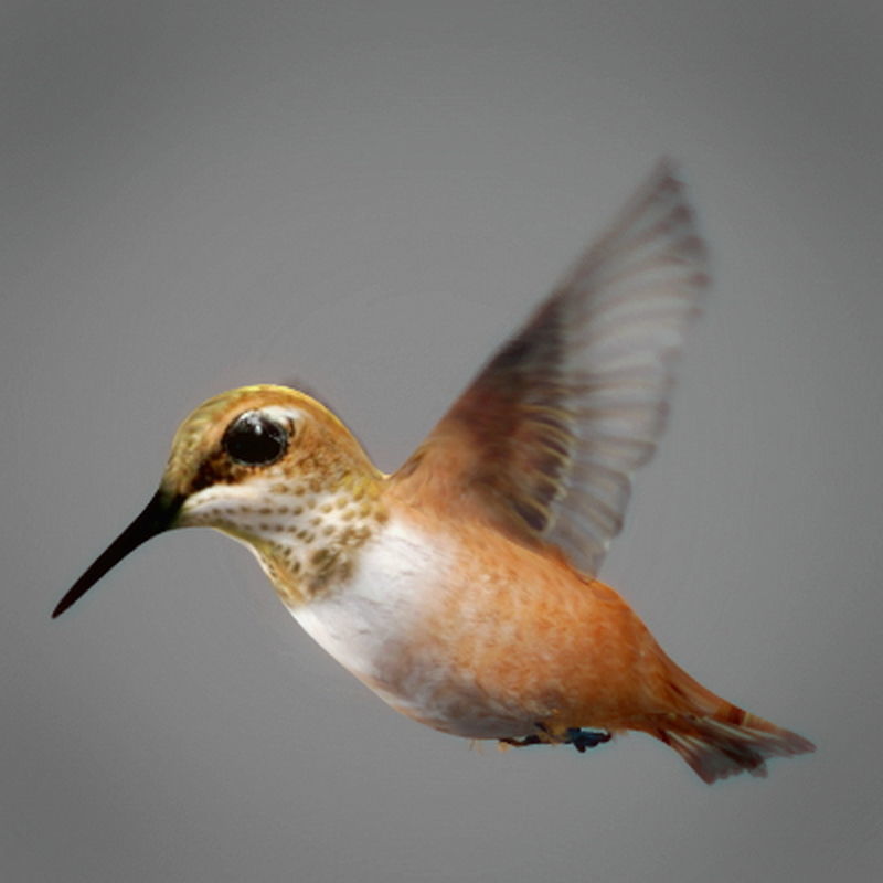 Pack - Wildlife 3D model_21