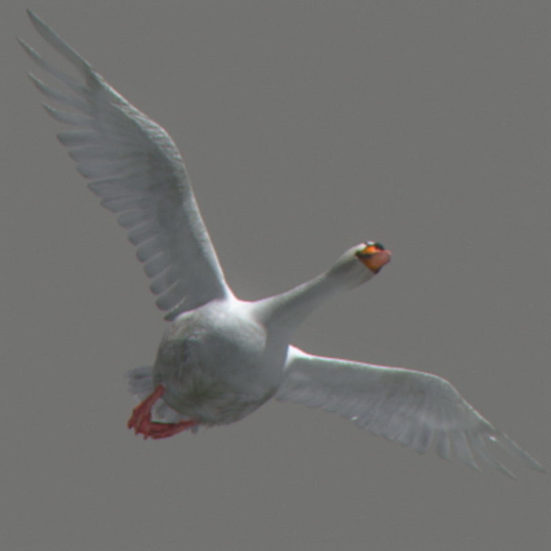 Pack - Wildlife 3D model_54