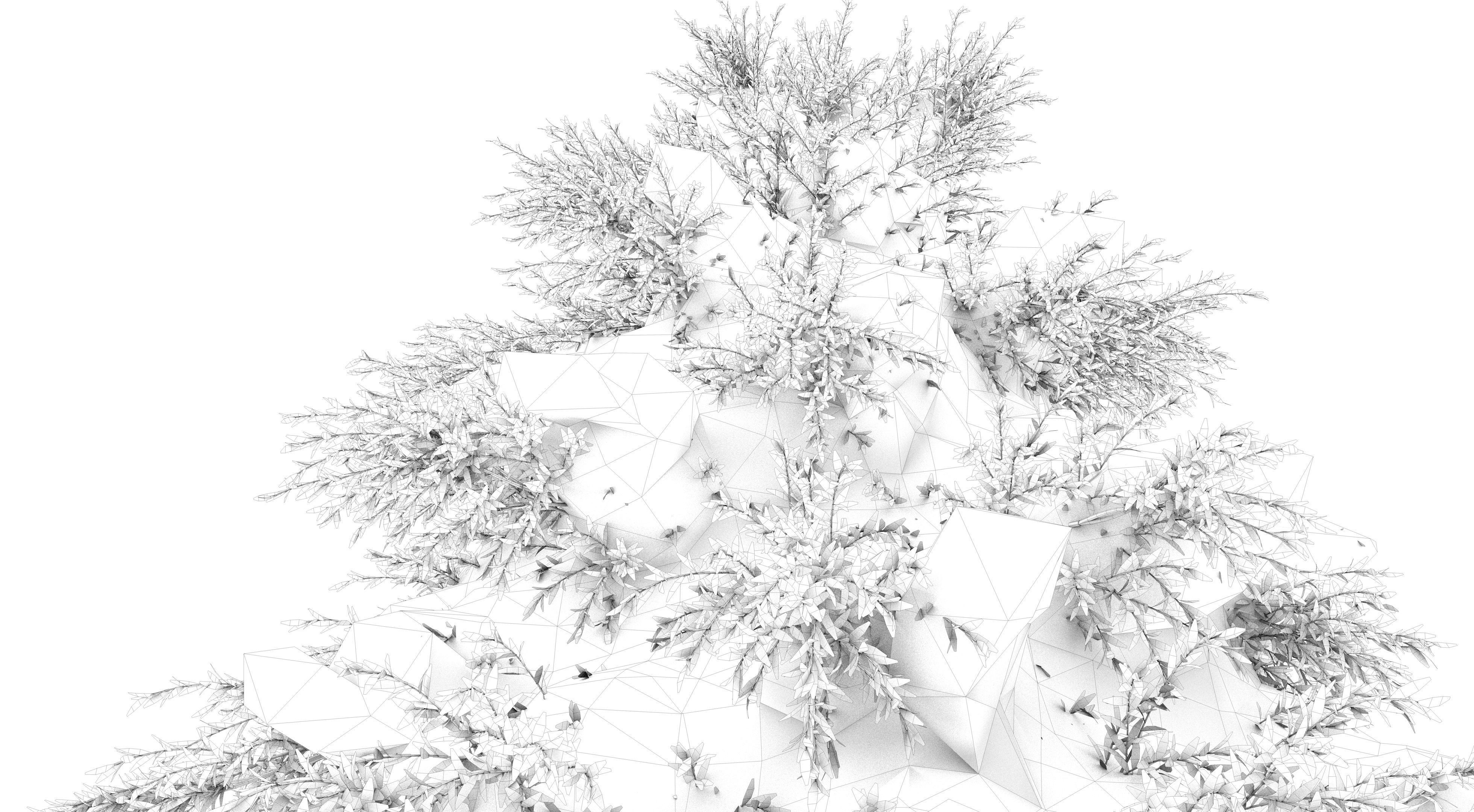 Fraseri Tree 3D model_13