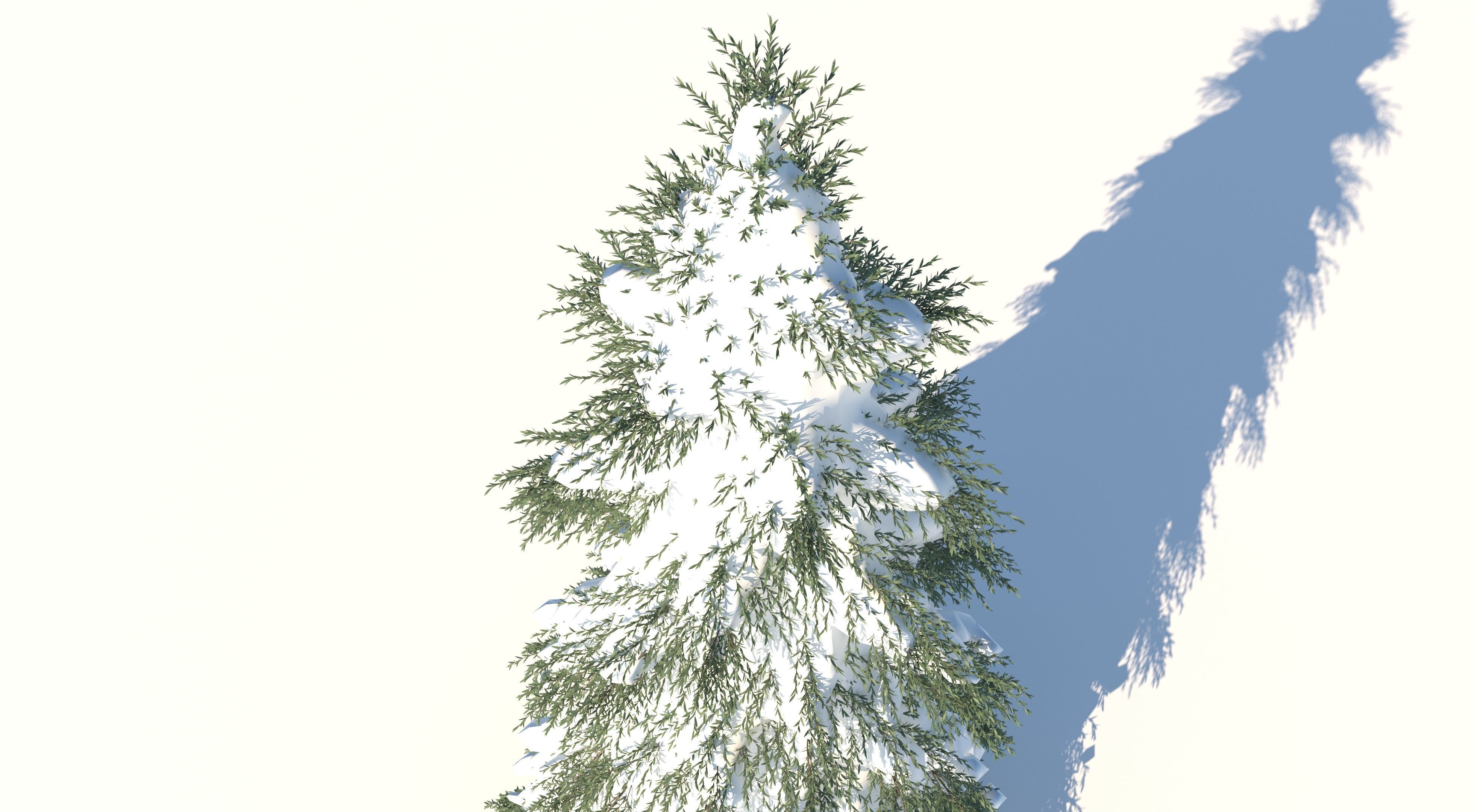 Fraseri Tree 3D model_8