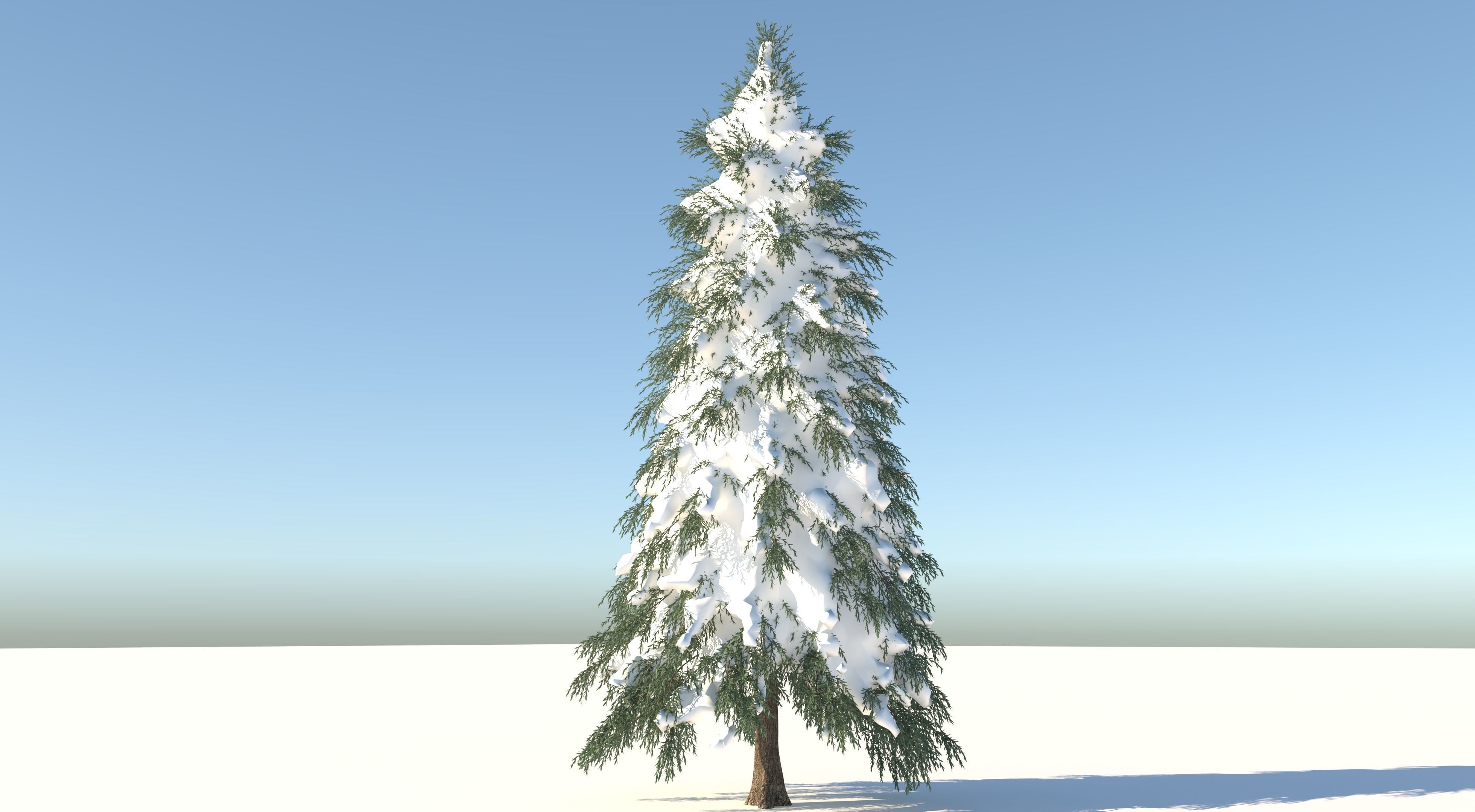 Fraseri Tree 3D model_2