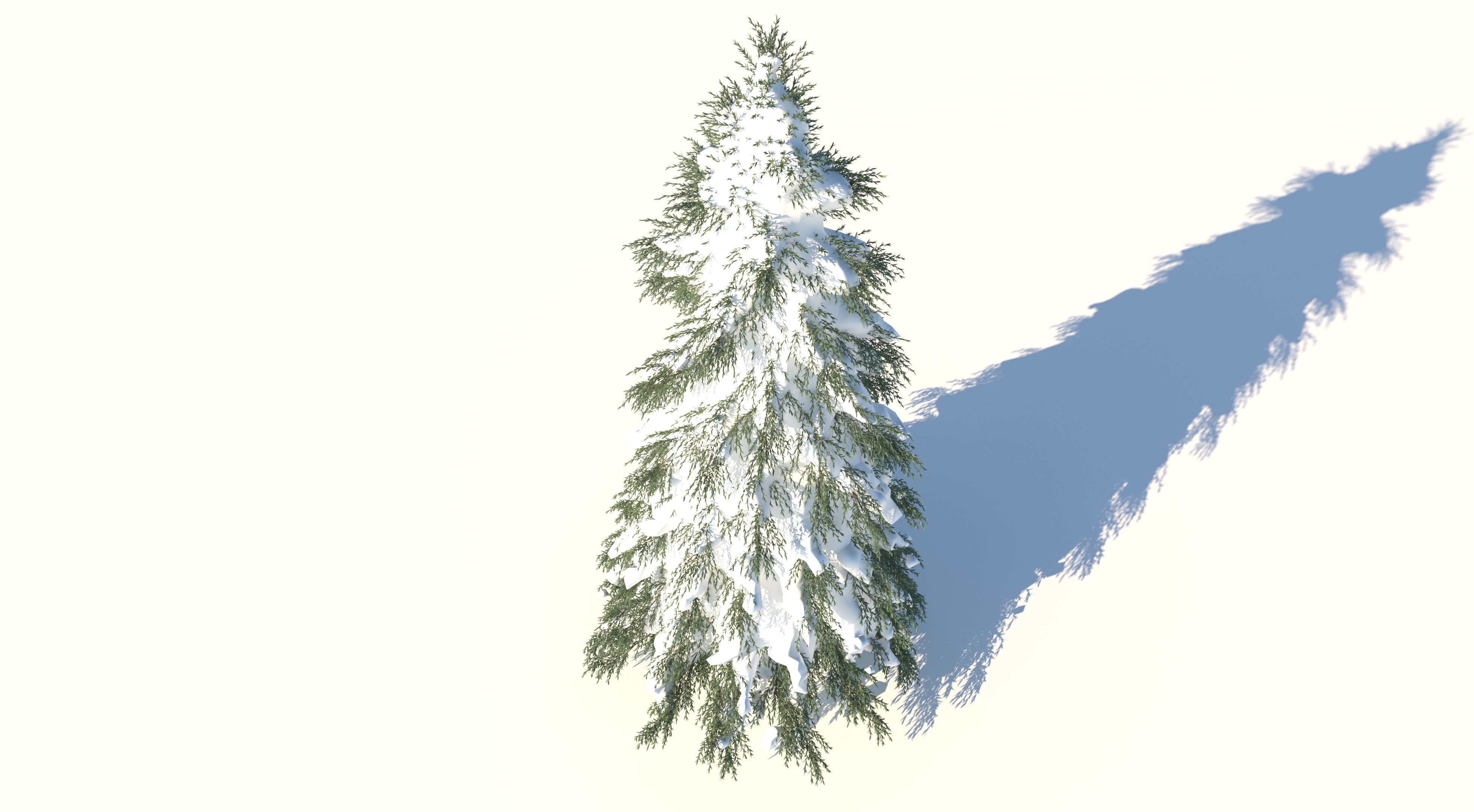 Fraseri Tree 3D model_3