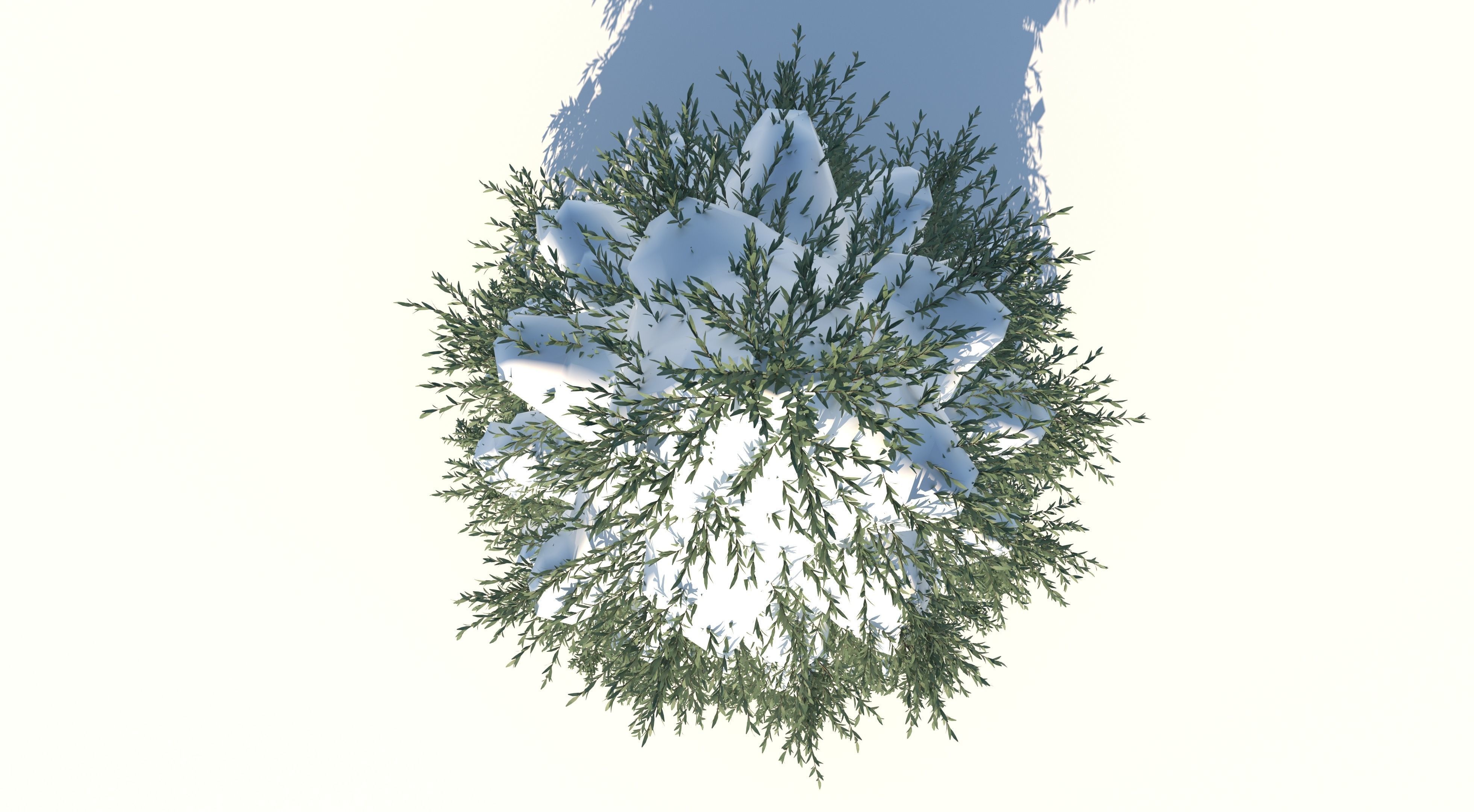 Fraseri Tree 3D model_6