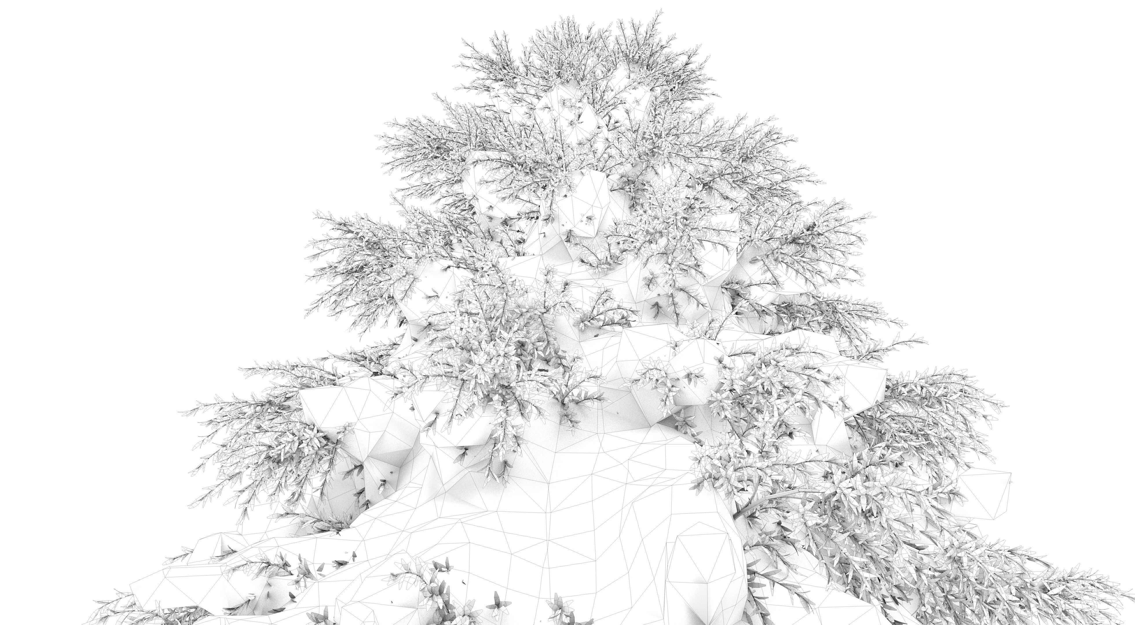 Fraseri Tree 3D model_15