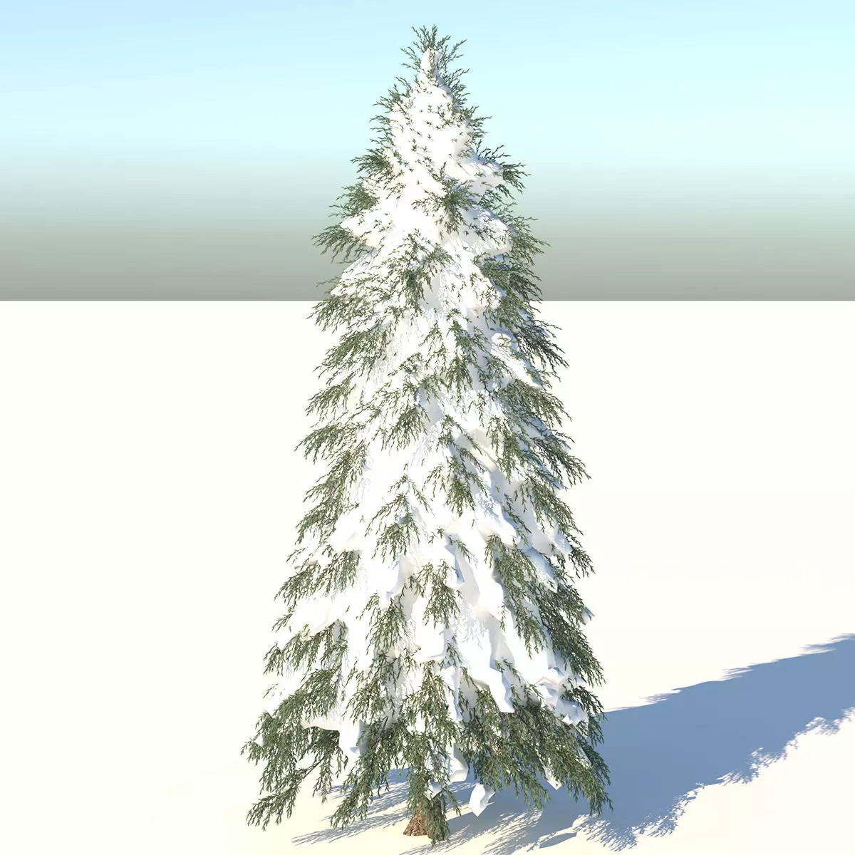 Fraseri Tree 3D model_0
